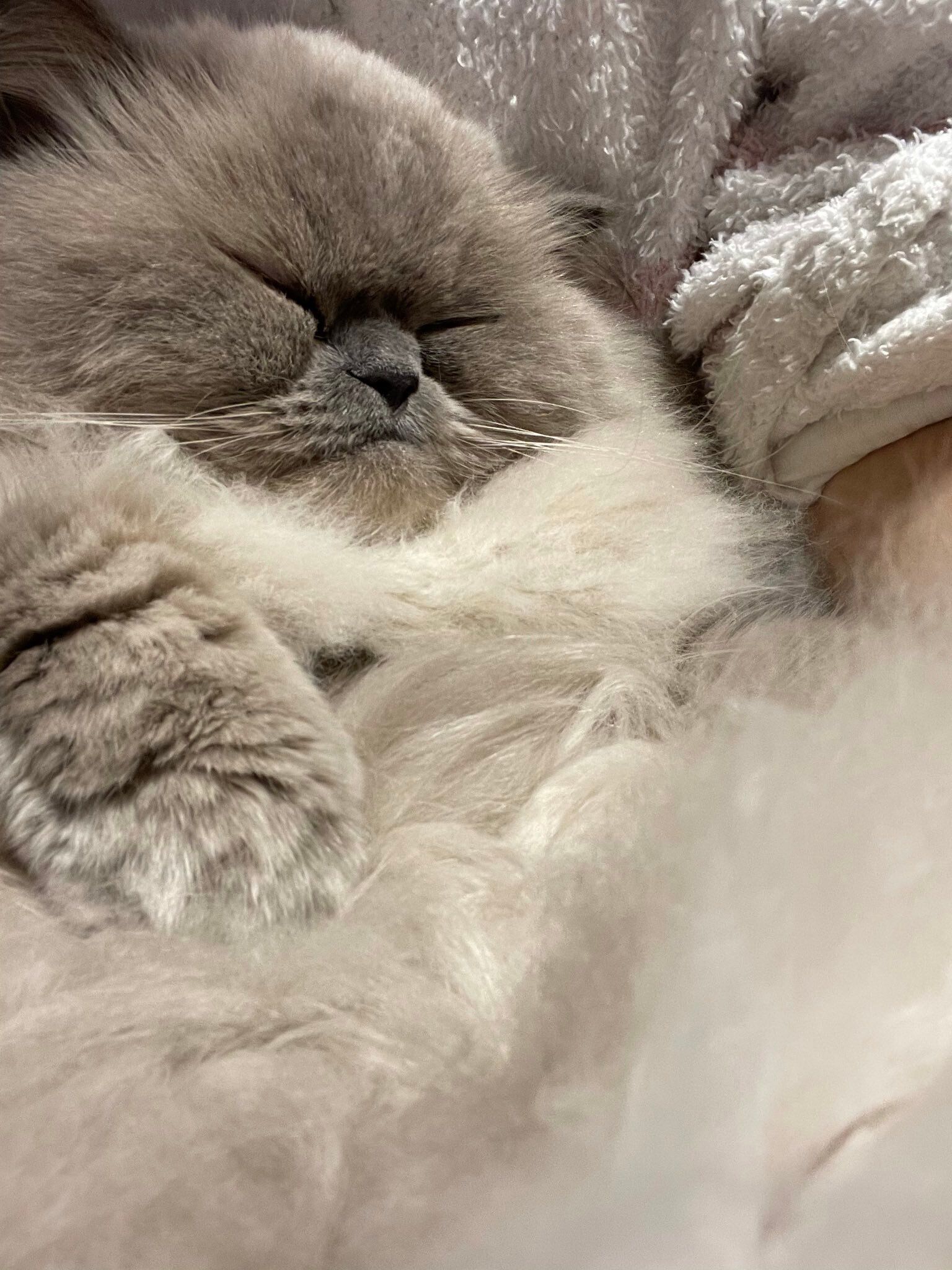 飼い主の膝の上でくつろぐヒマラヤン