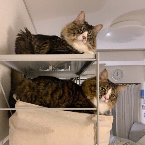 キジトラののんらいくん