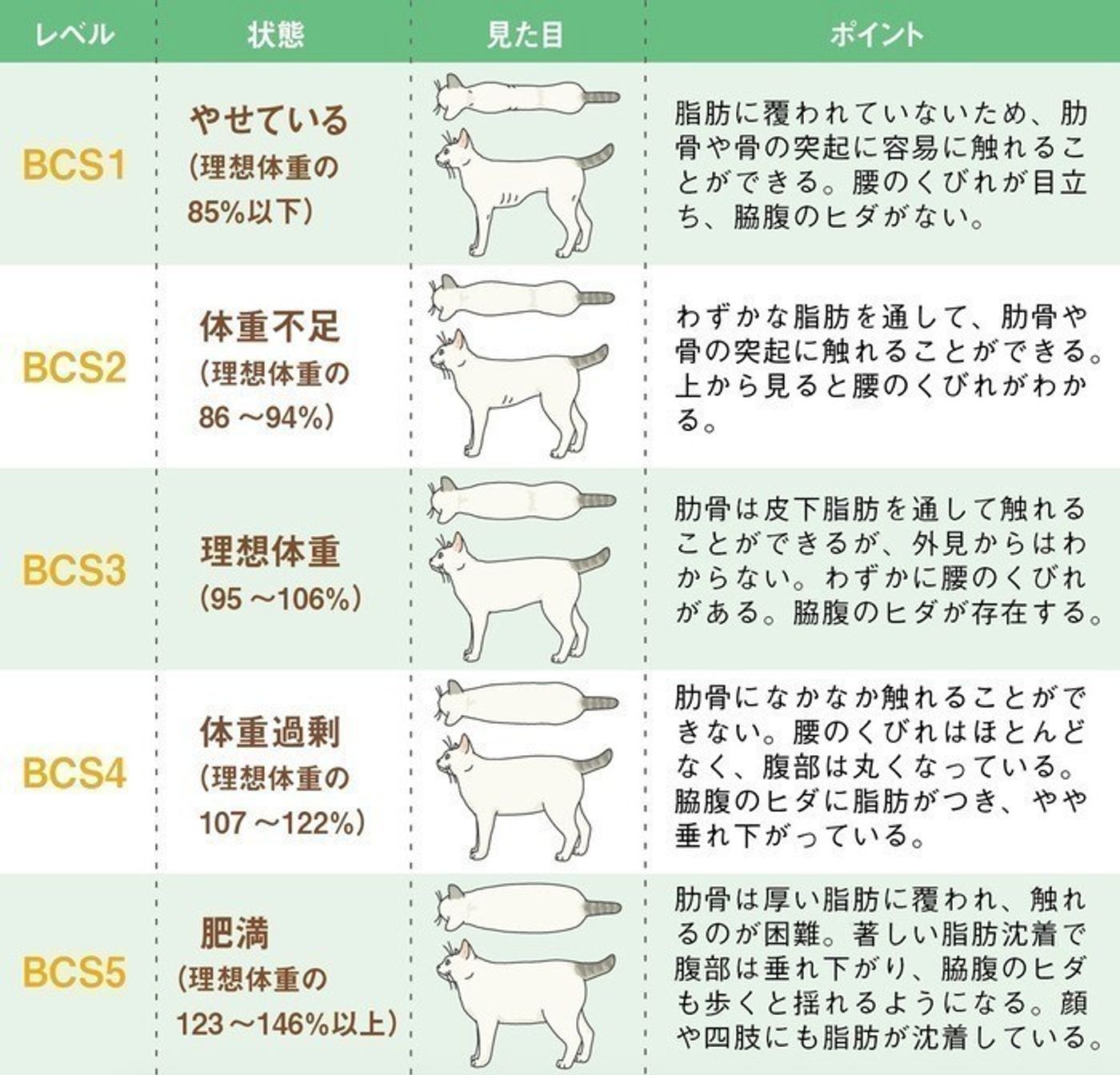 愛猫がぽっちゃりしてきたら心がけたいフード選びのポイント ねこのきもちweb Magazine 愛猫がぽっちゃりしてきたら心がけたいフード選びのポイント ねこのきもちweb Magazine