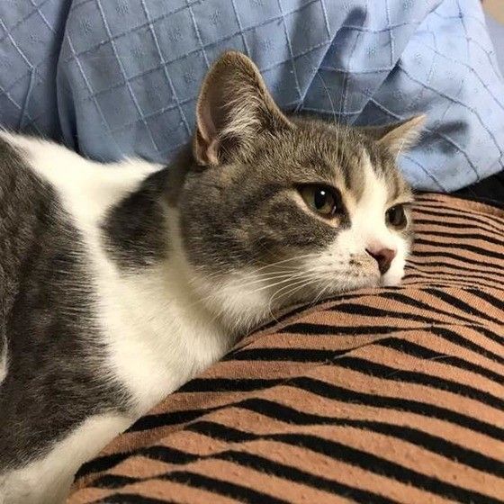 あごのせしているスコティッシュフォールド