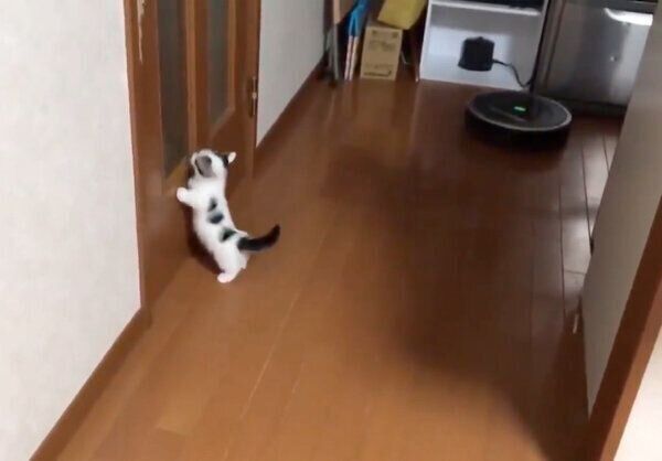 ドアを見つめる豆大福くん