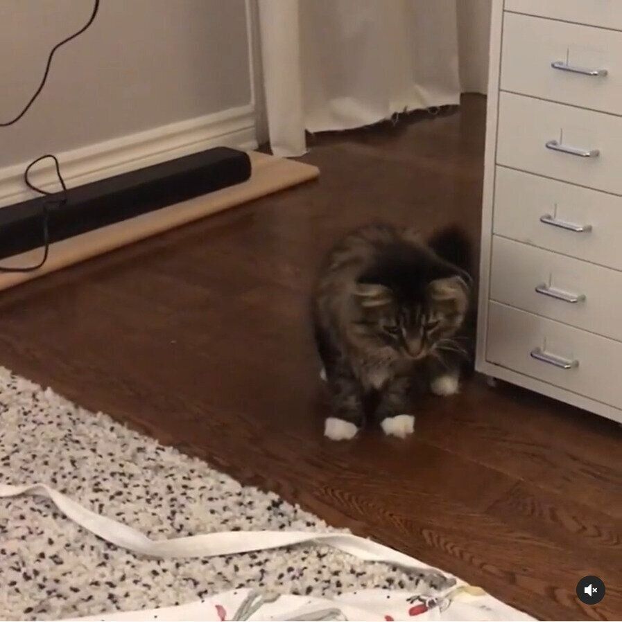 エプロンの紐に驚く猫