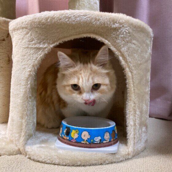 キャットフードを食べるマンチカンのねこちゃん