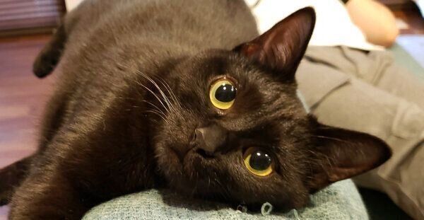 見つめるゆずちゃん