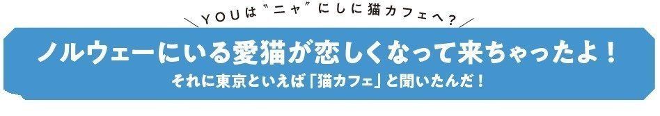 画像／ねこのきもち2018年11月号