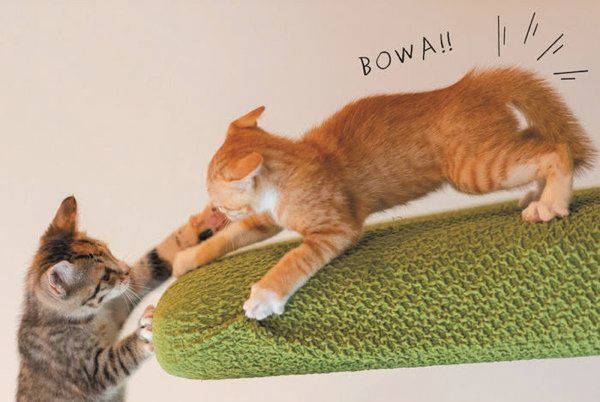 しっぽでわかる猫の気持ち