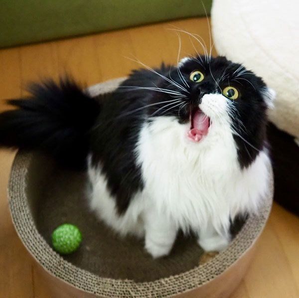 人気猫・すこんぶちゃんが虹の橋へ…愛猫を失った飼い主さんの思い｜ね