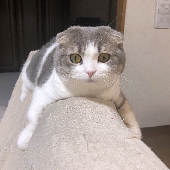 スコティッシュフォールドのくうちゃん♪