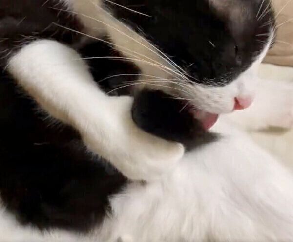 しっぽを器用に持って毛づくろいをするめいさん