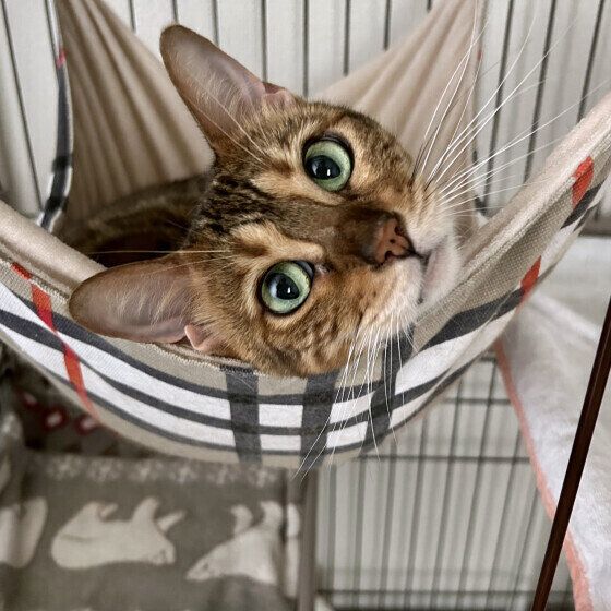 ベンガルのモカちゃん