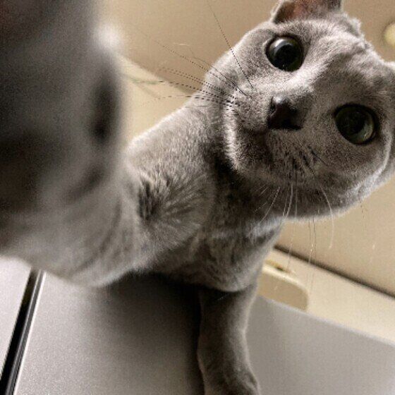 猫パンチする瑠宇(るう)ちゃん（ロシアンブルー）