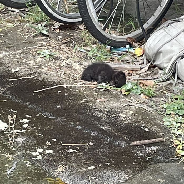 母猫とはぐれたくろろくん