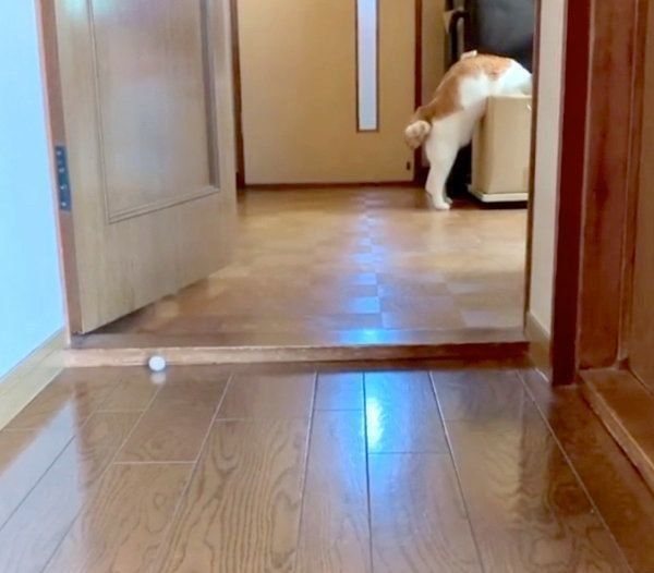 箱の中を漁るポン太ちゃん