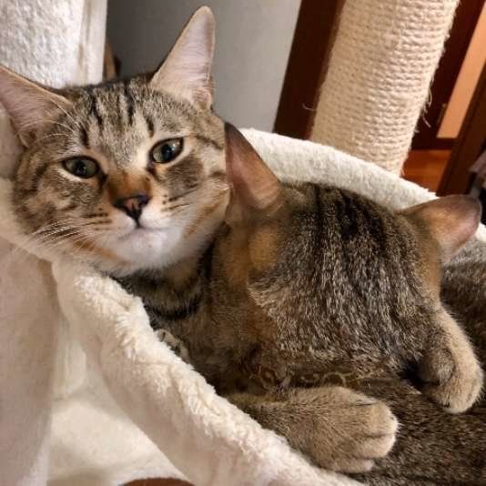 寄り添うキジトラ