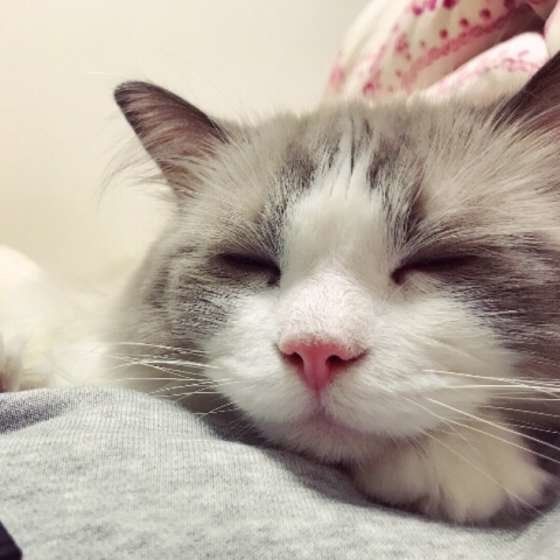 スヤスヤ眠るラグドール