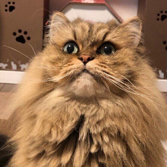 ペルシャのDownyくん♪