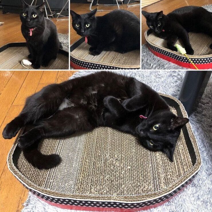 爪とぎの上に寝転がる猫