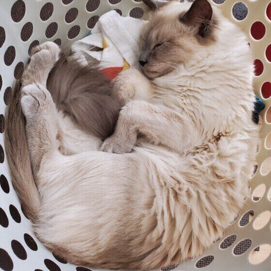 ロシアンブルーのブルーくん