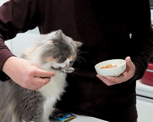 ウエットフードを食べる猫