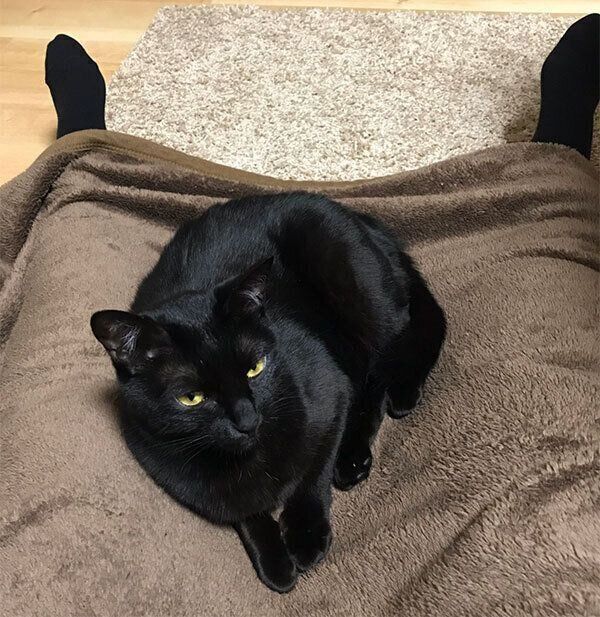 くつろぐニコルちゃん