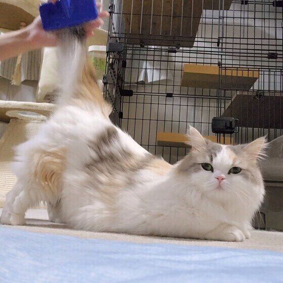 ブラッシングされるラテちゃん（ミヌエット）