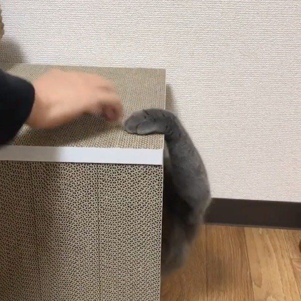 おうちが襲撃されるブリティッシュショートヘア