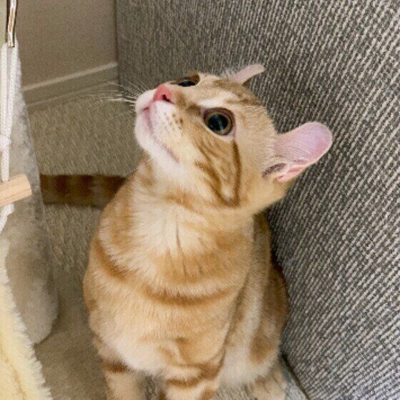 見上げるアメリカンカール