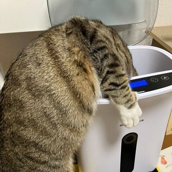 自動給餌器の中を覗くもん吉くん