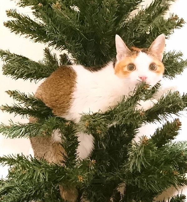 クリスマスツリーに登る猫