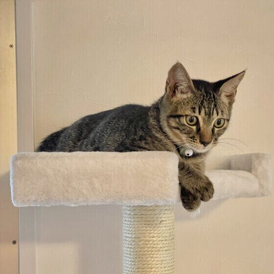 だいず  MIXキジトラキャットタワーの上から