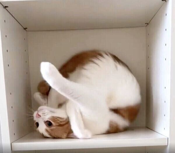 でんぐり返しをするはなちゃん