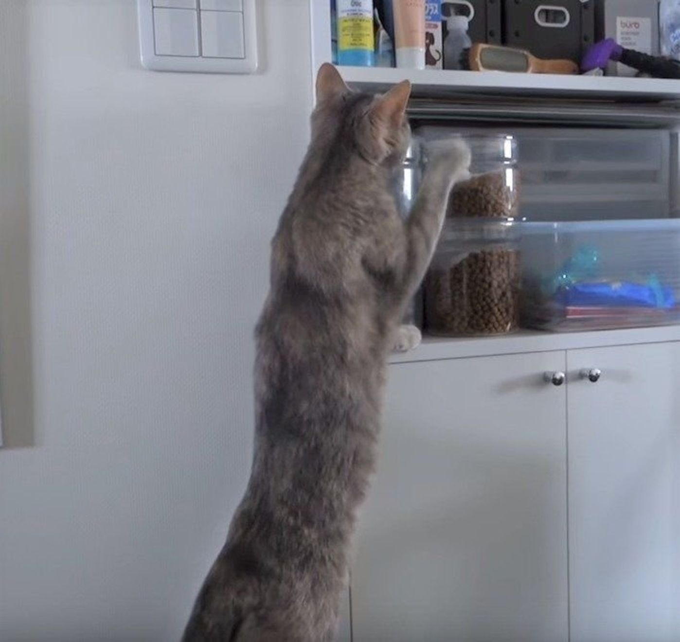 猫ってどこまで伸びるの ボールほしさに なが く 伸びる猫 ねこのきもちweb Magazine 猫ってどこまで伸びるの ボールほしさに なが く 伸びる猫 ねこのきもちweb Magazine