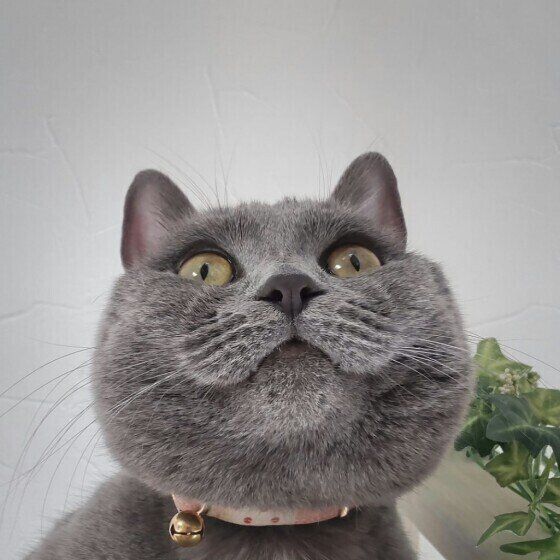 微笑むシャルトリュー