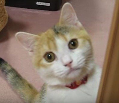 だるまさんが転んだをするつくねちゃん