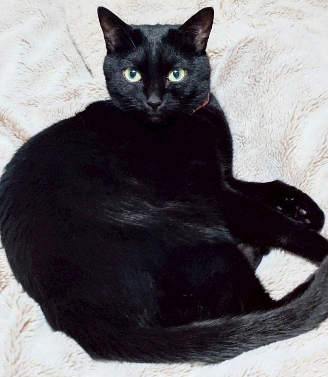 6才になったルージュちゃん