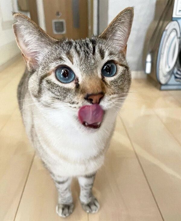 舌をペロッとするラメちゃん