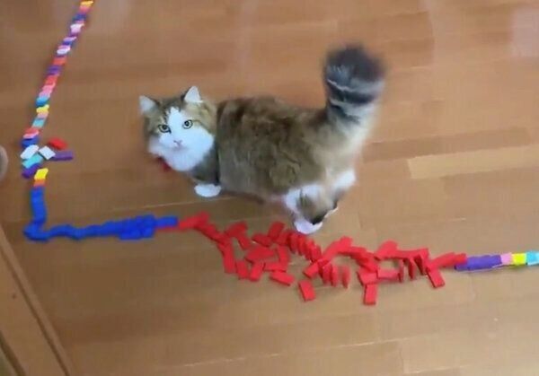 見つめる秀吉くん