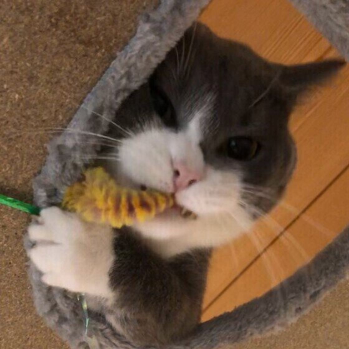 もしかして不満のサイン 猫が アオーン と鳴くときの気持ち ねこのきもちweb Magazine もしかして不満のサイン 猫が アオーン と鳴くときの気持ち ねこのきもちweb Magazine