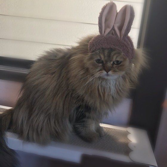 うさぎのかぶりものをしたチェリーくん