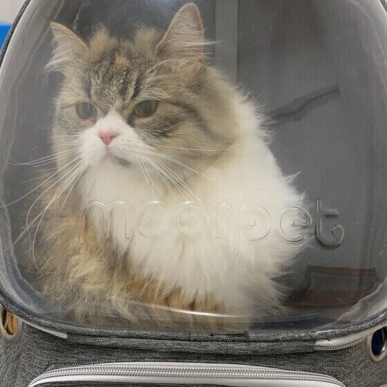 キャリーに入るラガマフィン