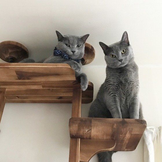 寄り添うロシアンブルー