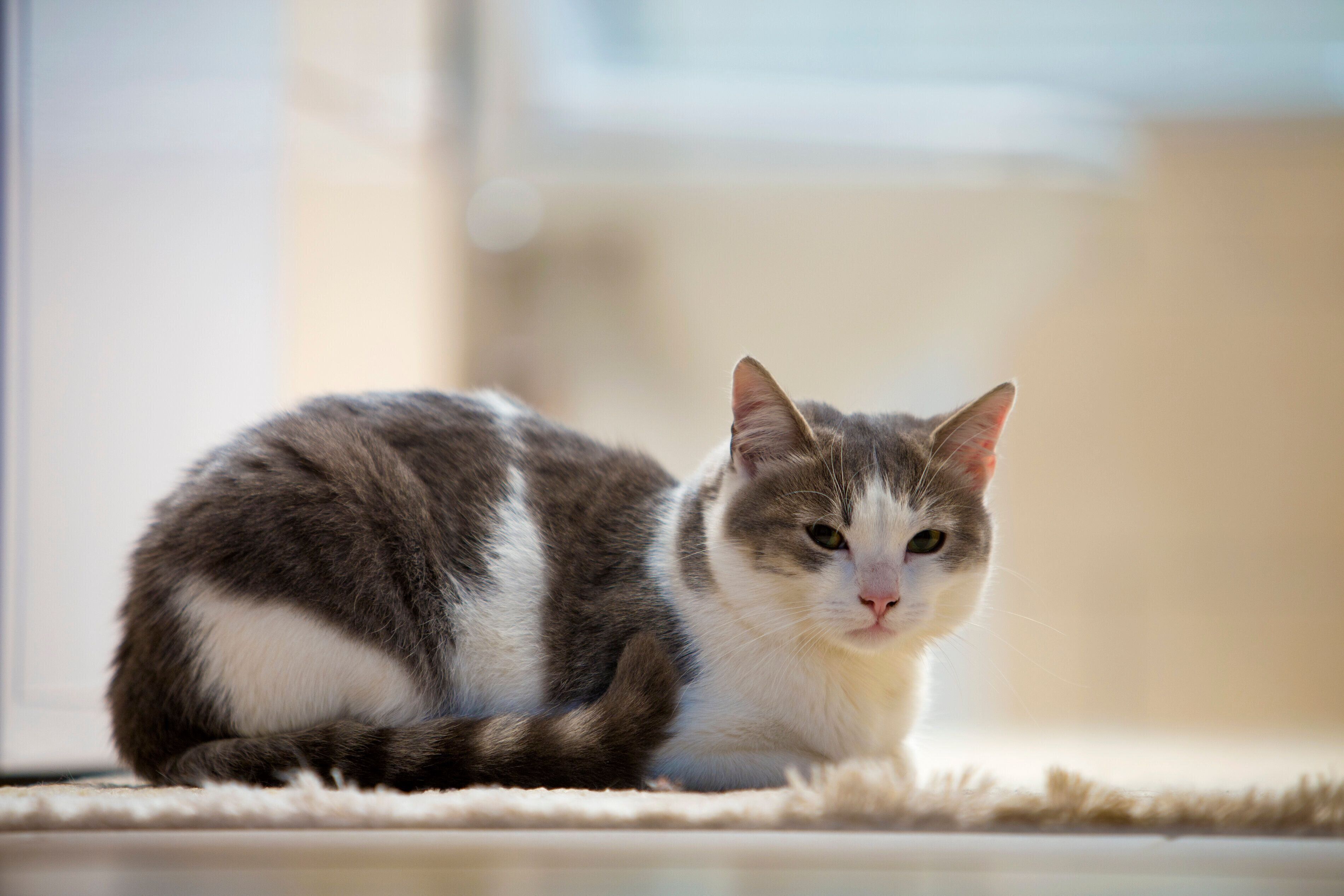 ラグの上でくつろぐ猫
