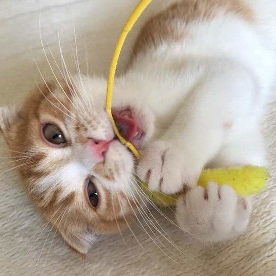 遊ぶスコティッシュフォールド