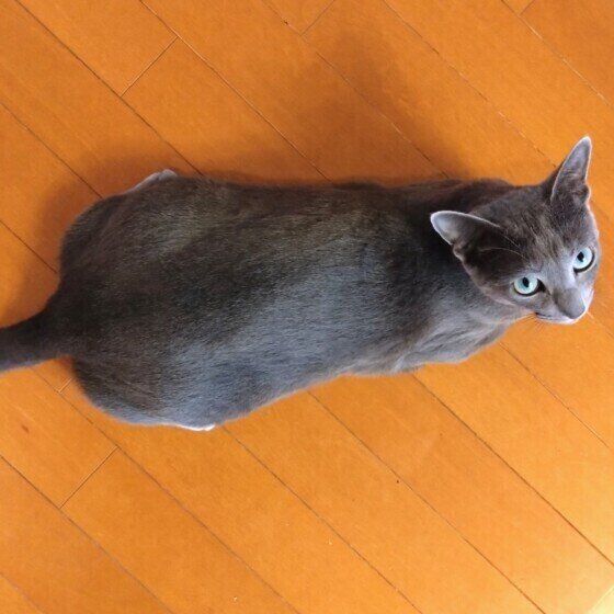 トントンおねだりロシアンブルー