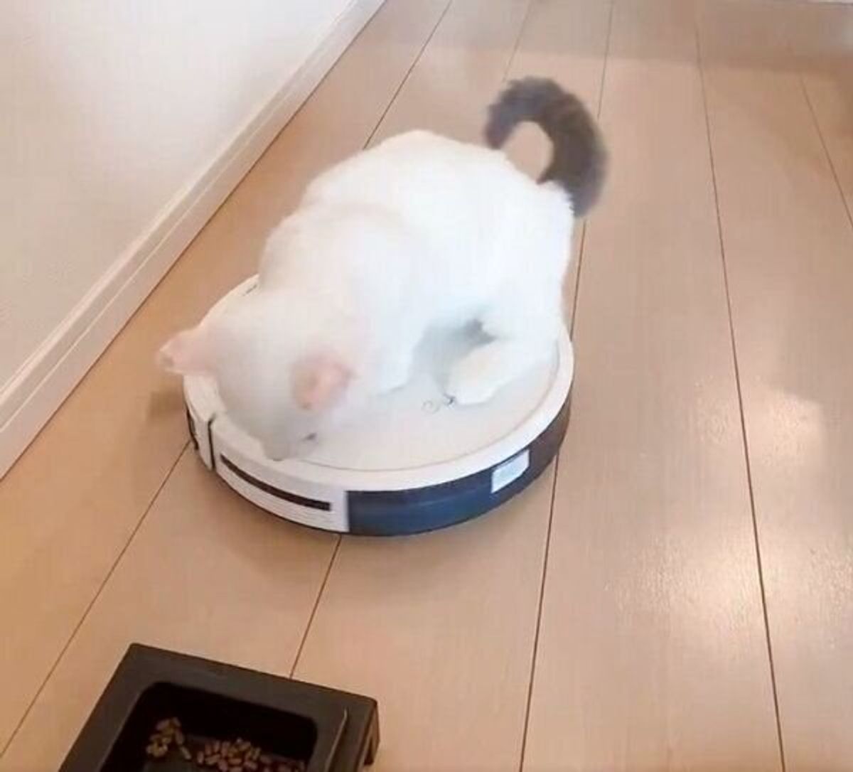ロボット掃除機に乗ったままゴハンを食べようとする猫 あえなく退散する様子が可愛い ねこのきもちweb Magazine