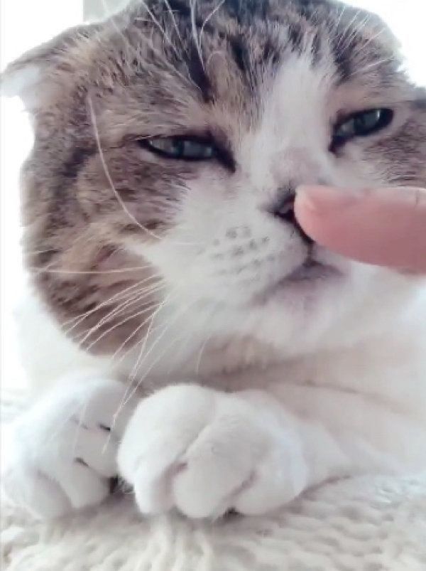 スコティッシュフォールドのどんぐりちゃん