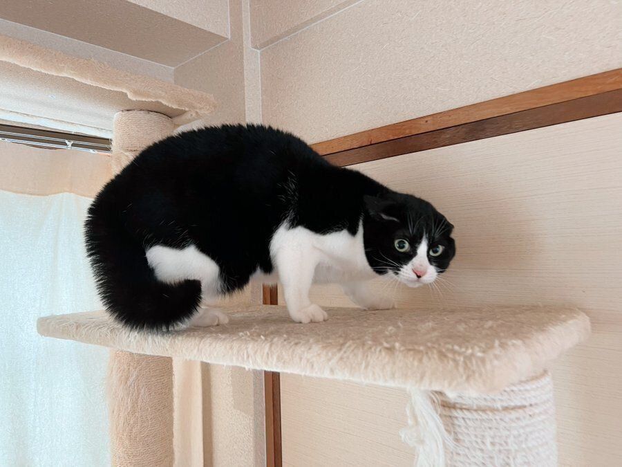 キャットタワーの上で固まる春ちゃん