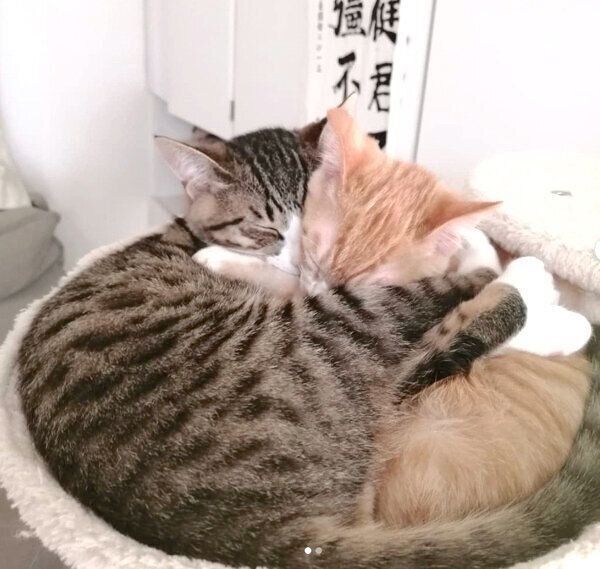 抱き合って眠るあんこちゃん、きなこちゃん
