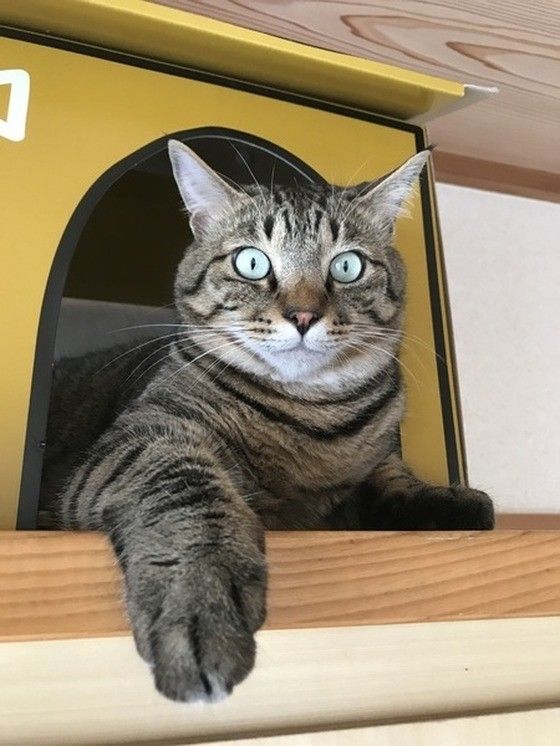 タンスの上の一軒家