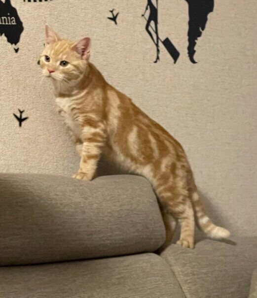 ソファの上に乗るアメリカンショートヘアの子猫